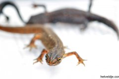 Salamanders op het Veldje